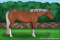 Horse Color:Silver Bay 