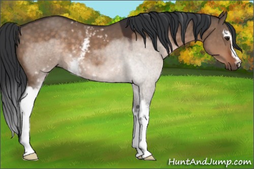 Horse Color:White Spotted Brown Dun