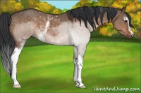 Horse Color:White Spotted Brown Dun