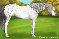 Horse Color:White Spotted Buckskin Sabino Near Leopard 
