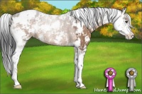 Horse Color:Brown Dun Sabino