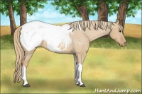 Horse Color:Red Dun Tobiano Snowcap