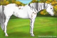 Horse Color:Buckskin Dun Sabino 