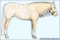 Horse Color:Silver Amber Cream Champagne Dun Appaloosa 
