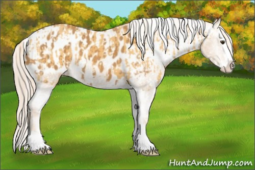 Horse Color:White Spotted Palomino Splash and White Spotted Palomino Splash Appaloosa