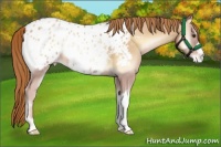 Horse Color:Red Onyx Pearl Appaloosa