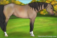 Horse Color:Bay Dun 
