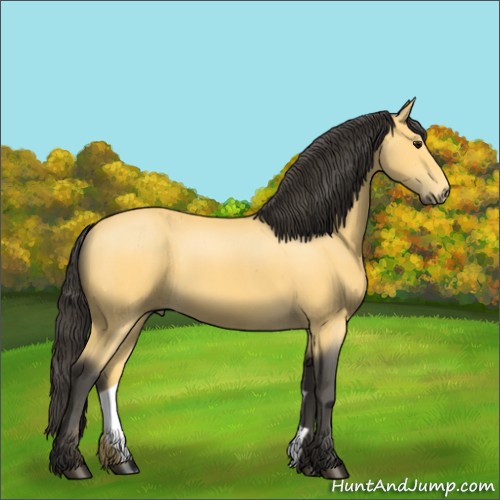 Horse Color:Buckskin 