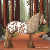 Horse Color:Chestnut Appaloosa