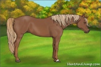 Horse Color:Chestnut  and Chestnut 