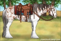 Horse Color:Bay Sabino  and Bay Sabino 