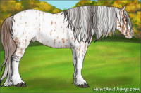 Horse Color:Bay Roan Splash Tobiano Appaloosa and Gray Bay Roan Splash Tobiano Appaloosa