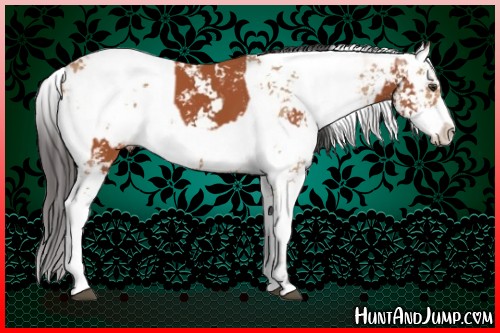 Horse Color:Bay Sabino  and Bay Dun Sabino 