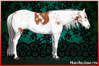 Horse Color:Bay Sabino and Bay Dun Sabino