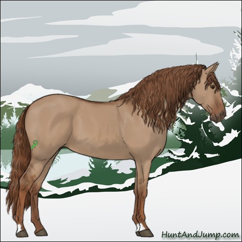 Horse Color:Red Dun 