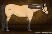 Horse Color:Buckskin Dun 