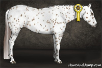 Horse Color:Gray Red Dun Appaloosa 