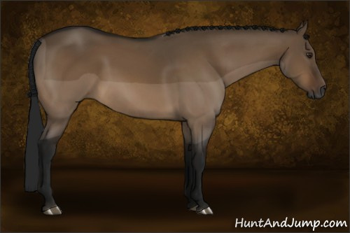 Horse Color:Gray Brown Dun 