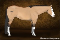 Horse Color:Bay Dun Splash 