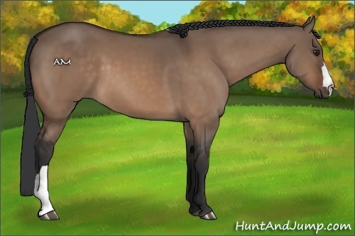 Horse Color:Brown Dun 