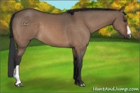 Horse Color:Brown Dun 
