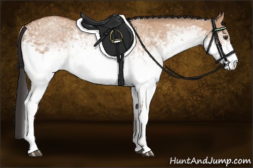 Horse Color:White Spotted Bay Dun