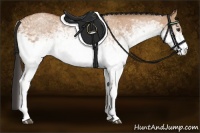 Horse Color:White Spotted Bay Dun
