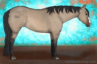Horse Color:Brown Dun 
