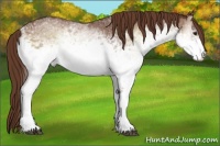 Horse Color:White Spotted Red Onyx Rabicano 