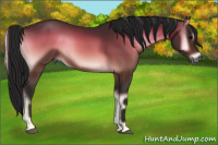 Horse Color:Gray Bay Onyx Rabicano