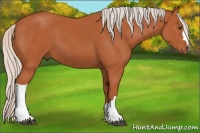 Horse Color:Silver Bay 