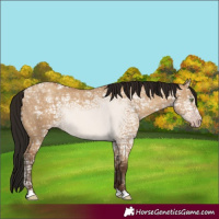 Horse Color:Gray Amber Champagne Ice Dun 