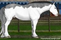 Horse Color:Blue Chinchilla Roan Splash Rabicano