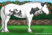 Horse Color:Silver Black Chinchilla Splash Tobiano Appaloosa 