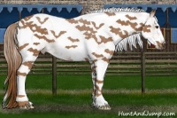 Horse Color:White Spotted Chestnut Tobiano