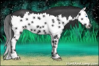 Horse Color:Black Splash