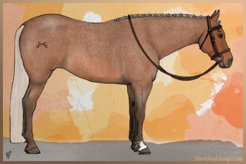 Horse Color:Silver Bay Roan 