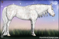 Horse Color:Platinum Gold Champagne Appaloosa and Platinum Gold Champagne Appaloosa