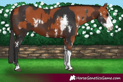 Horse Color:Bay Sabino and Bay Sabino