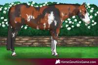 Horse Color:Bay Sabino  and Bay Sabino 
