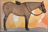 Horse Color:Silver Bay Dun 