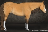 Horse Color:Buckskin Appaloosa
