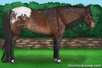 Horse Color:Brown Appaloosa Rabicano