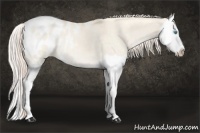Horse Color:Cremello Dun Splash Appaloosa 