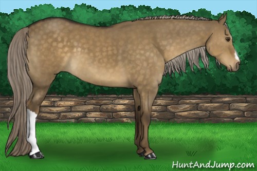 Horse Color:Chocolate Palomino Dun