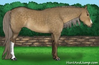 Horse Color:Chocolate Palomino Dun 