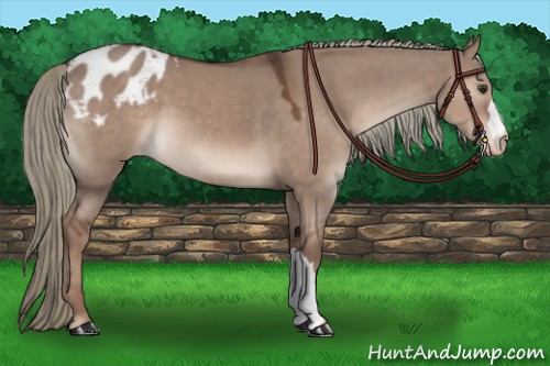 Horse Color:Liver Red Dun Appaloosa 