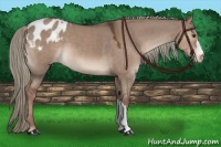 Horse Color:Liver Red Dun Appaloosa 