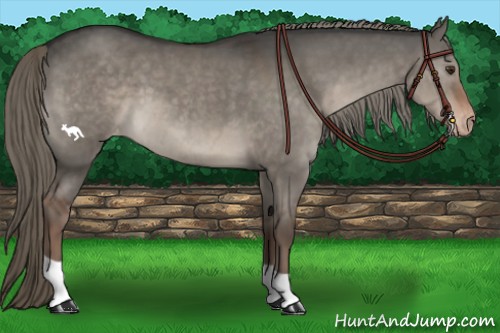 Horse Color:Liver Red Dun Mushroom Varnish 