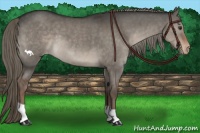 Horse Color:Liver Red Dun Appaloosa